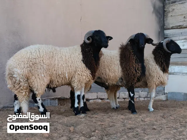 3 خرفان للبيع