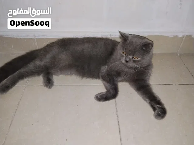 للبيع زوج لديها ولدين صغار عمرهم اسبوع