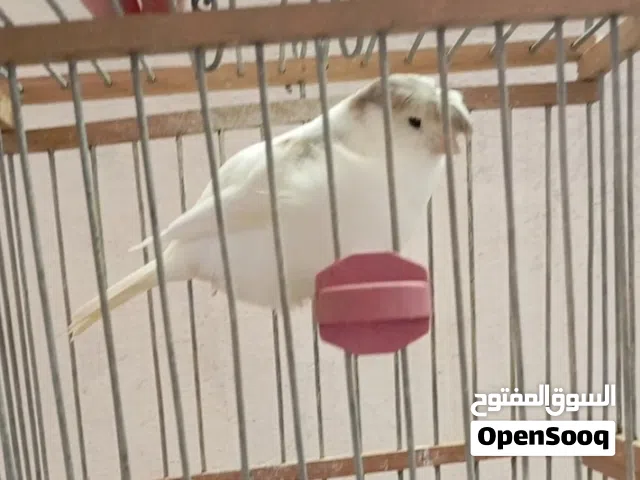 كناري ݣلوستر "corona"