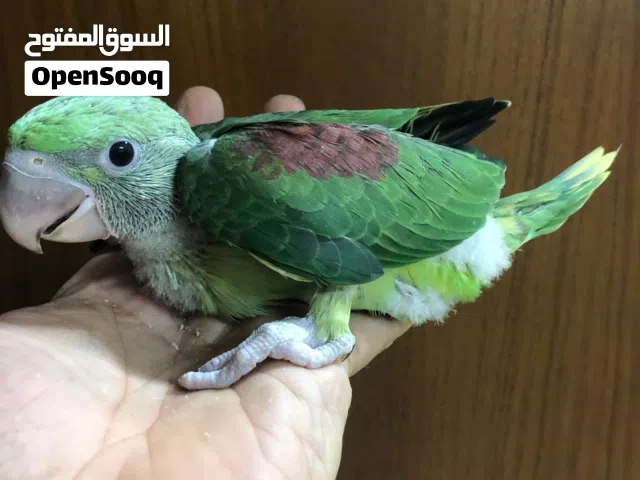 للبيع فرخ متوه نيبالي متعود على العس صحة ممتازة حجم جامبو