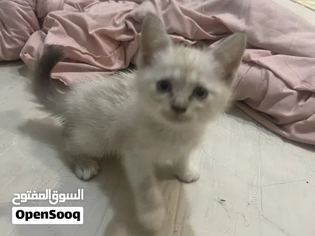 سيامو انثى صغيرة عمرها شهر تقريبا