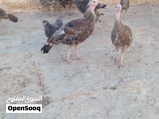 حبش للبيعع