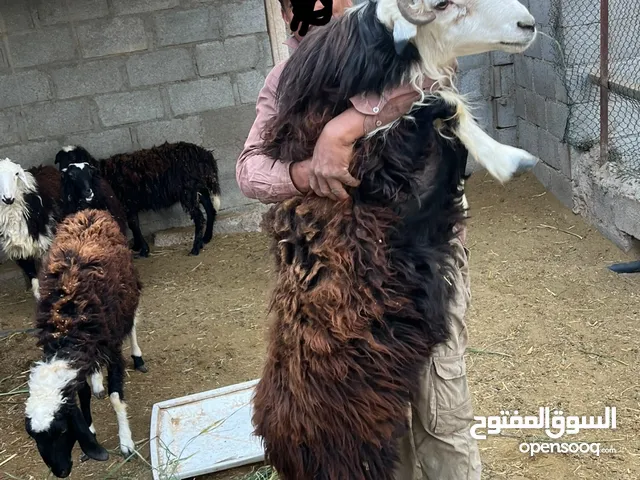 كبش عماني نجدي