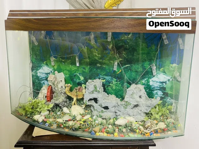 حوض سمك مرتب