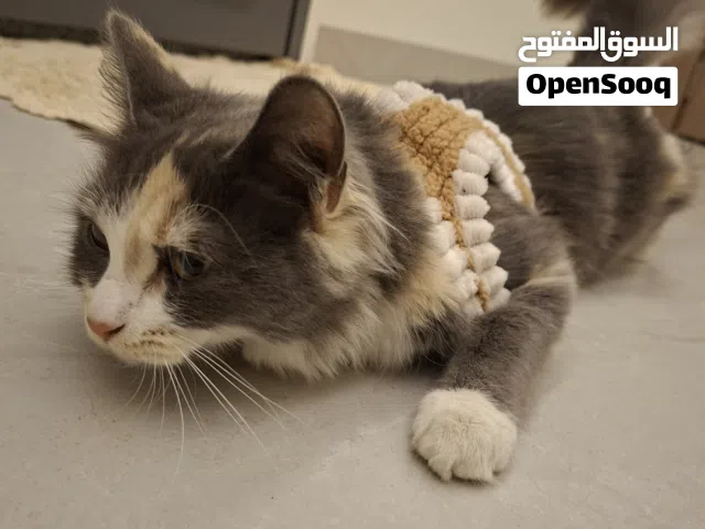 قطه انثى النوع شيرازي هجين