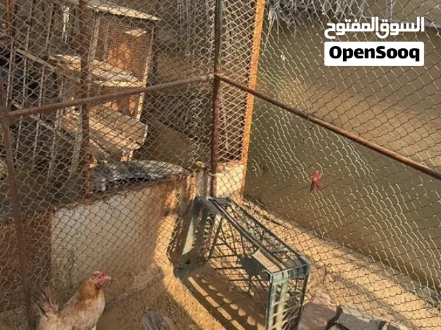 ديك للبيع ب 500 وقابل ب شي بسيط