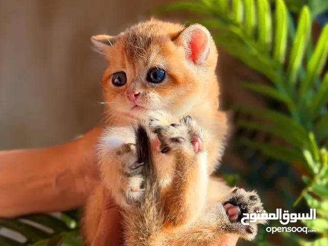 Scottish Male WCF registered & imported parents from Russia