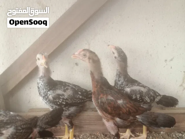 للبيع العدد 5 بتشوت باكستاني العمر 3 شهر الصحة ممتاز