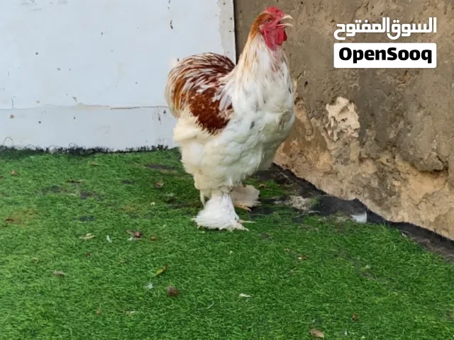 ديك براهما عملاق العمر 6 شهور درجة اولى