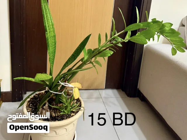 Indoor plants for sale