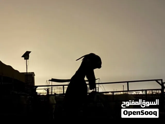 السلام عليكم ورحمة الله وبركاته للبيع كراون هدد داخلي و خارجي فل ربوه العمر. من أربع شهور إلى. 5