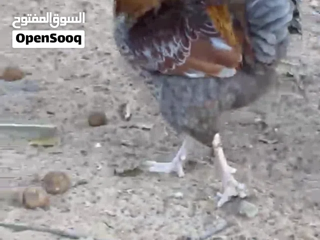 ديك لو درجه اولى