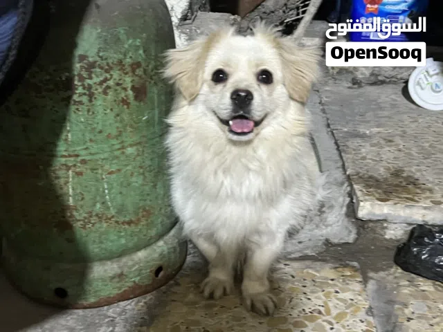 كلب للبيع نوع ماعرفه الن هجين من سبنز