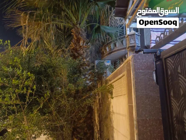 نخله ابو جهاد كبيره وطويلة العنوان البصره حي الرافدين شارع الاطفاء