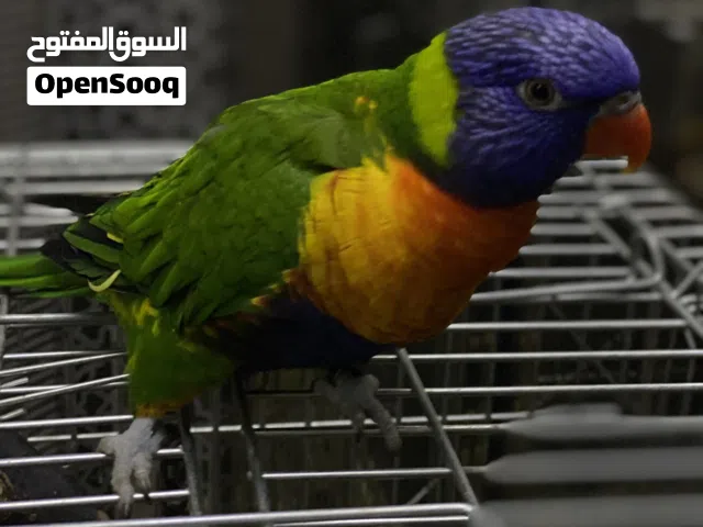لوري ربون ريش كامل