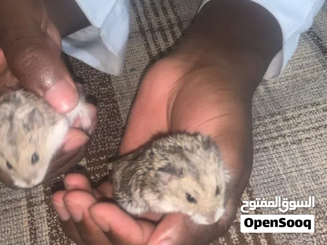 هامستر روسي كامبل اصلي