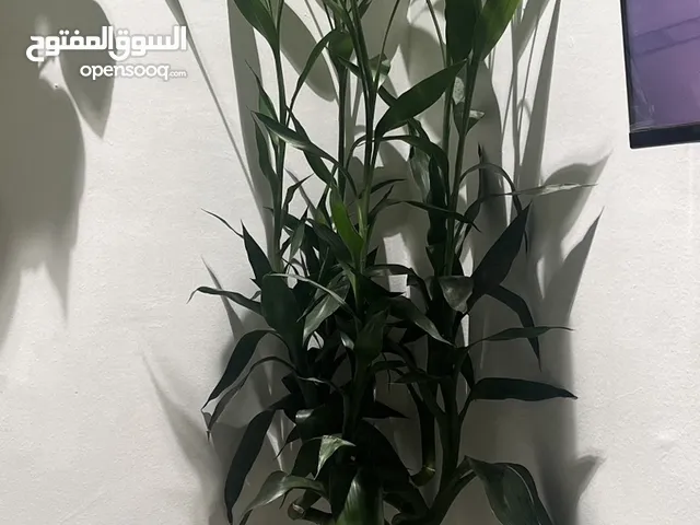 Lucky Bamboo 5 stems available 25 kd only