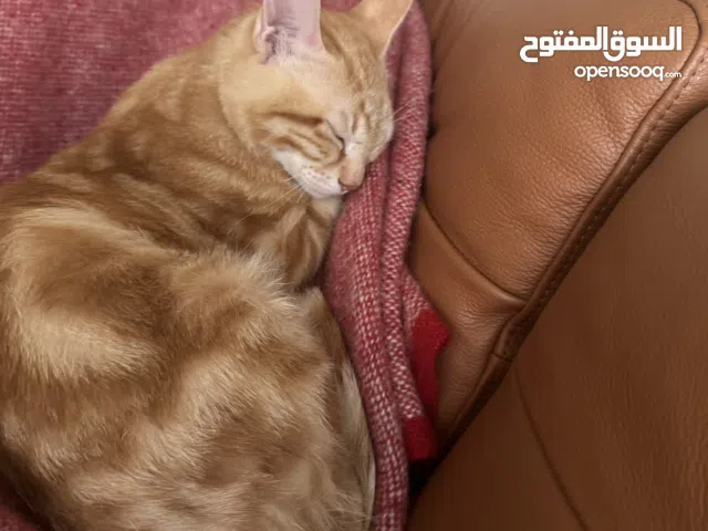 Cat for adoption mix breed 7 months old