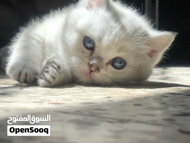 سكوتش ستريت