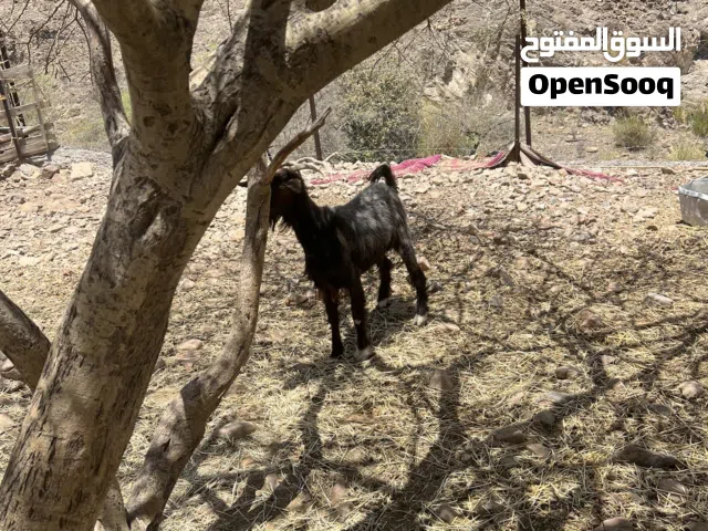 شاه مال جبل