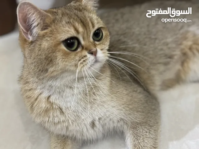 قطه سكوتش قولد ستريت مسجله