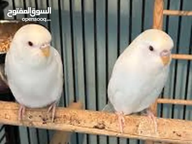 طيور جميلة زوجان من الطيور