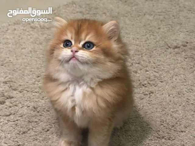 كيتن بريتش عمره شهرين