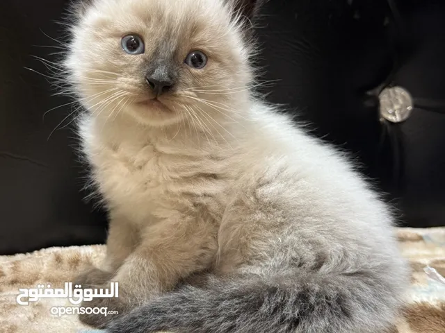 سيامي همالايا