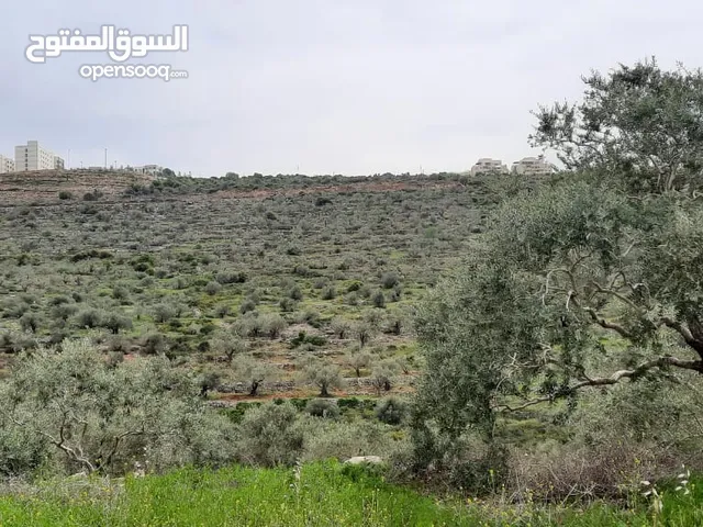 Land for Sale – Marda, Salfit (13.8 Donums)  أرض للبيع – مردة، سلفيت (13.8 دونم)