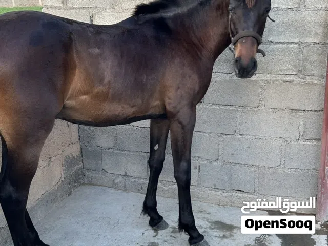 مهر عربي أصيل .. الرجاء عدم الاتصال فقط واتساب