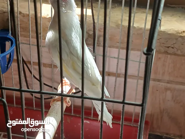 فرخ كنار ابيض صافي