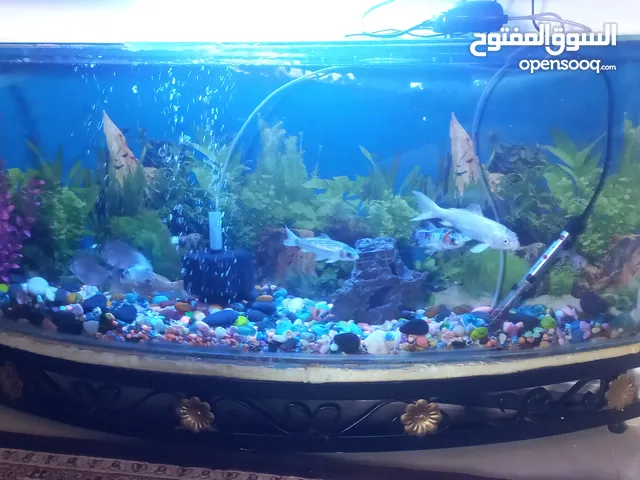 حوض سمك عرض متر ونصف