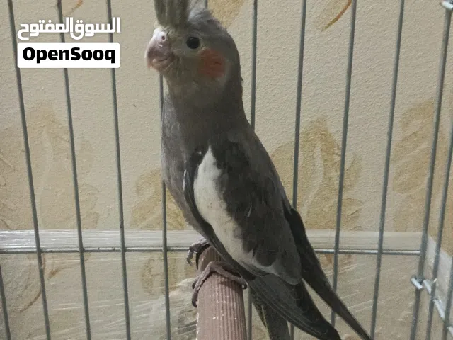 طيور كوكتيل للبيع    والتفاصيل بالوصف