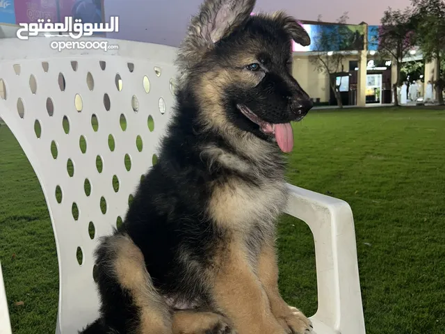 بيور جراء جرمن العمر شهرين ونصف ،جودة ممتازة