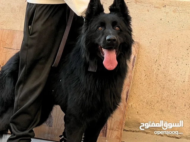 جيرمن شبرت رويل بلاك