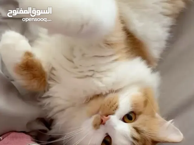 شيرازي ذكر للتبني