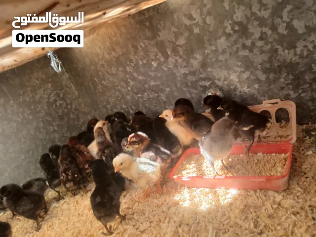بسم الله رحمان رحيم  متاح صوصان عمار سبوع  صحه نب
