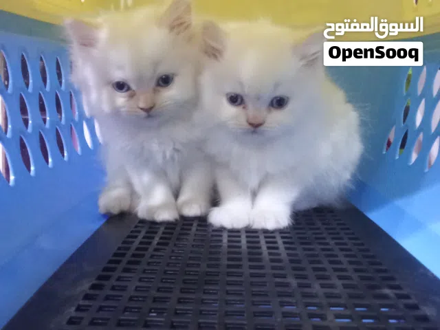 قطه شيرازي صحه وحجم مشاء الله