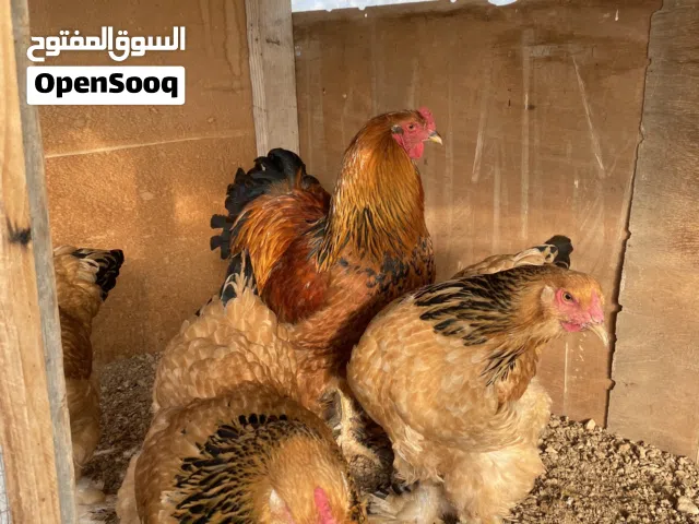 بيض دجاج مخصب للتفقيس