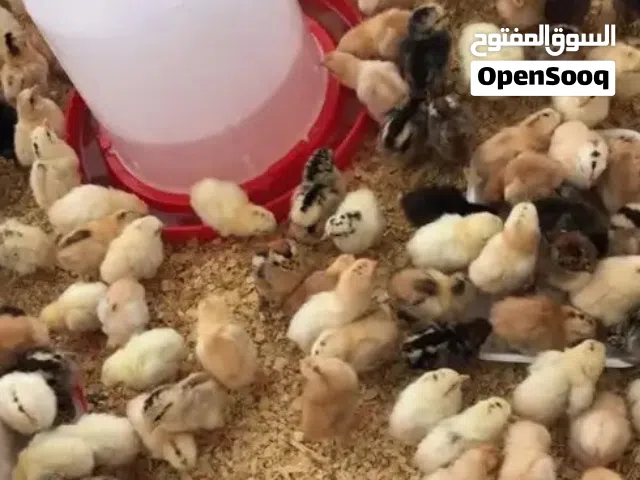 صوص دجاج بلدي اشكال والوان وسلالات مختلفه