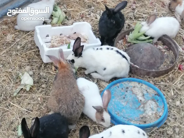 أرانب للبيع ذكور وإناثي شغالات وبداية شغل
