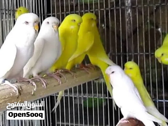 مطلوب طيور حب عيون حمر شوف الوصف