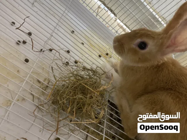 أرنبين ذكر ، أنثى حركيين جدا ولطيفين ونظاف  . عمر الذكر :6 شهور عمر الأنثى:3 شهور مع قفصهم