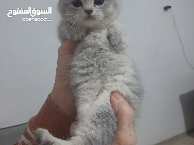 قطط ذكور واناث