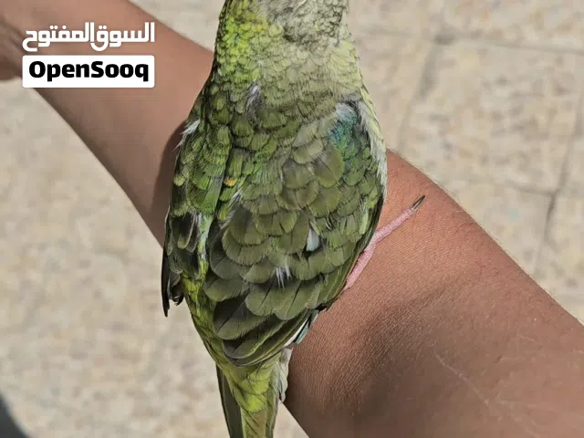 قندوره وبراكيت للبيع اليفات طينه