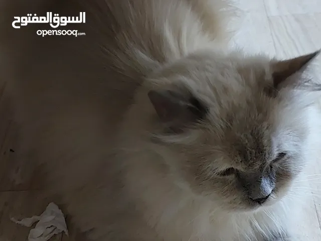 قطه هملايا للبيع هيه وبتها عمرها شهر 125 الف