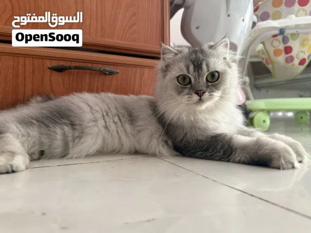 مكس شيرازي وفولد ذكر