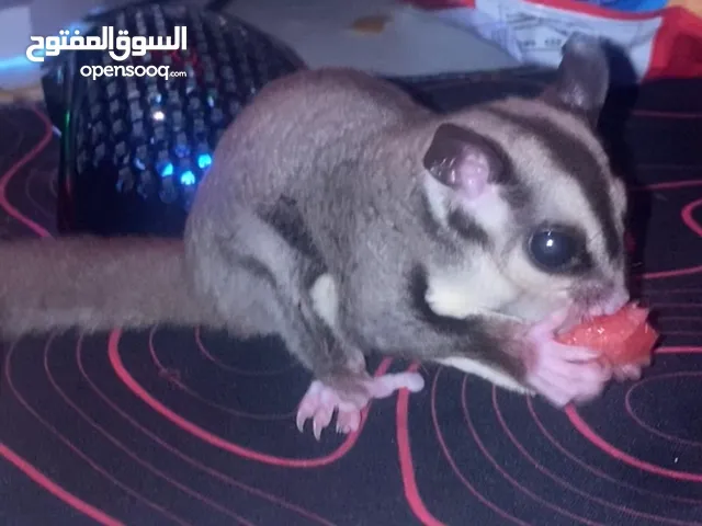 سنجاب طائر تضيف و يلعب يصلح الي الصغار والكبار