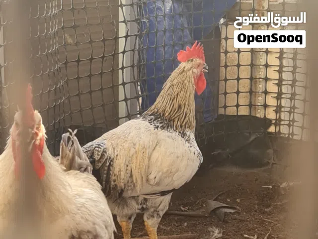 ديوك امروك تهجين فرنسي