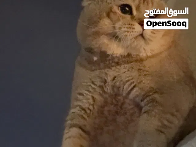 سكتوش فولد قولد مع اغراضه